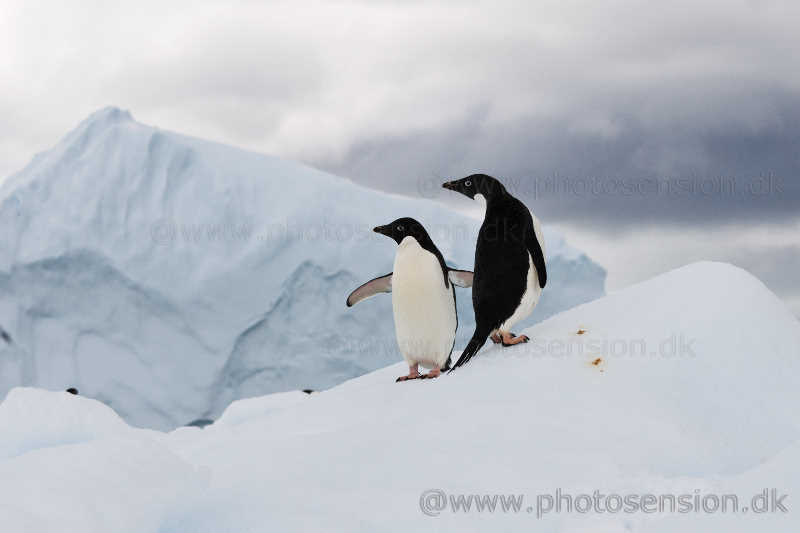 Adelie penguins on iceberg