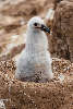 Black-browed albatross chick in nest