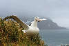 Wandering Albatross spreading wings - South Georgia Island