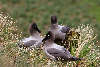 Light-mantled Sooty Albatross courtship