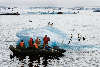 Zodiac cruise to Adelie penguins on iceberg.