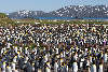 King penguin colony at Salisbury Plain.