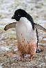 Global warming is bad news for adelie penguins