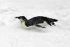 Immature Emperor penguin tobogganing on sea ice