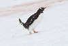 Gentoo penguin pooping in the snow