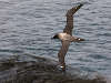 Light-mantled sooty albatross in flight over seaweed