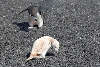 All-white (Leucistic) Chinstrap penguin