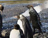 All-black penguin or penguin dressed in black mud?