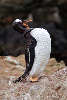 Braying Gentoo penguin. Falkland Islands.