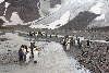 King Penguins at small glacier stream