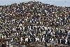 King penguin hill at St. Andrews Bay