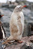 Leucistic Gentoo Penguin
