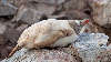 Leucistic Gentoo Penguin takes a nap