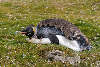 Adult moulting King penguin sleeping in the grass.