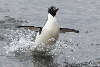 Almost airborne. Adelie penguin porpoising in shallow water.