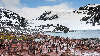 Adelie penguin colony at South Orkney Islands 