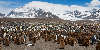 St. Andrews Bay - 250.000 King penguins