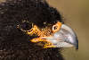 Johnny Rook (Striated Caracara) portrait