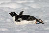 Adelie penguin tobogganing on snow