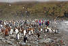 King Penguin and tourists at Gold Harbour