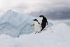 Adelie penguins on iceberg